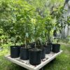 Tropical Fruit Trees available for purchase and local pickup at Tigertoes Farm in Fort Myers, Florida.