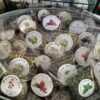 Tigertoes Tea packages for sale at a farmer’s market in Fort Myers, Florida.