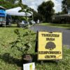 Thai White Guava Tree available for purchase at a local farmer’s market in Fort Myers, Florida.