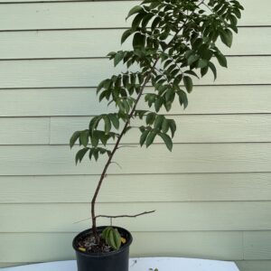 Kary Starfruit Tree, 3 Gallon