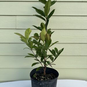 Donnie Avocado Tree, 3 Gallon