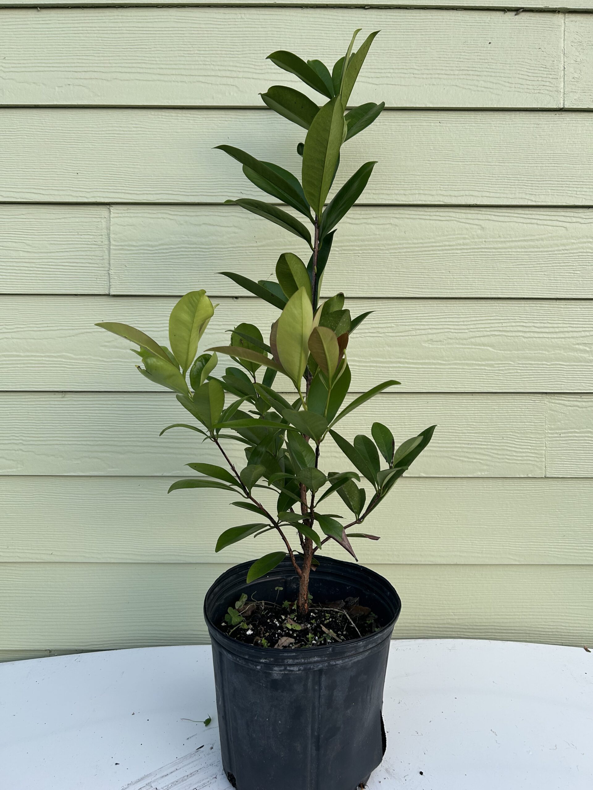 Donnie Avocado Tree, 3 Gallon