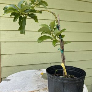 Simmonds Avocado