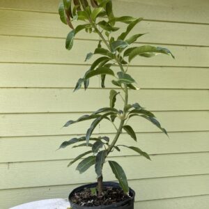 Glen Mango