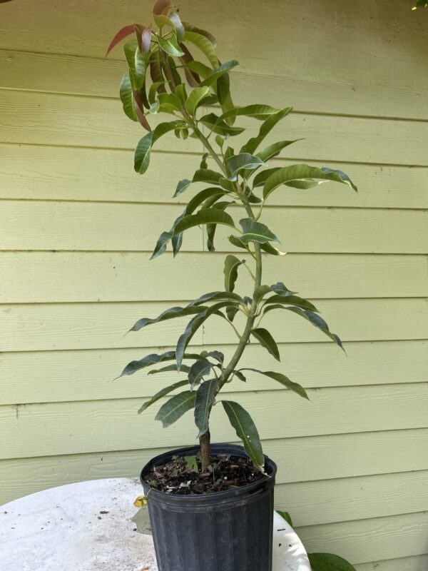 Glen Mango