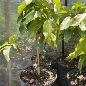 Choquette Avocado