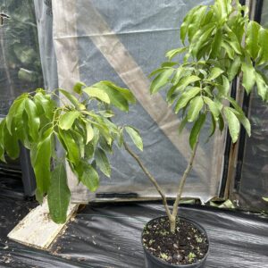 Mauritius Lychee