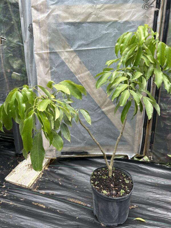 Mauritius Lychee