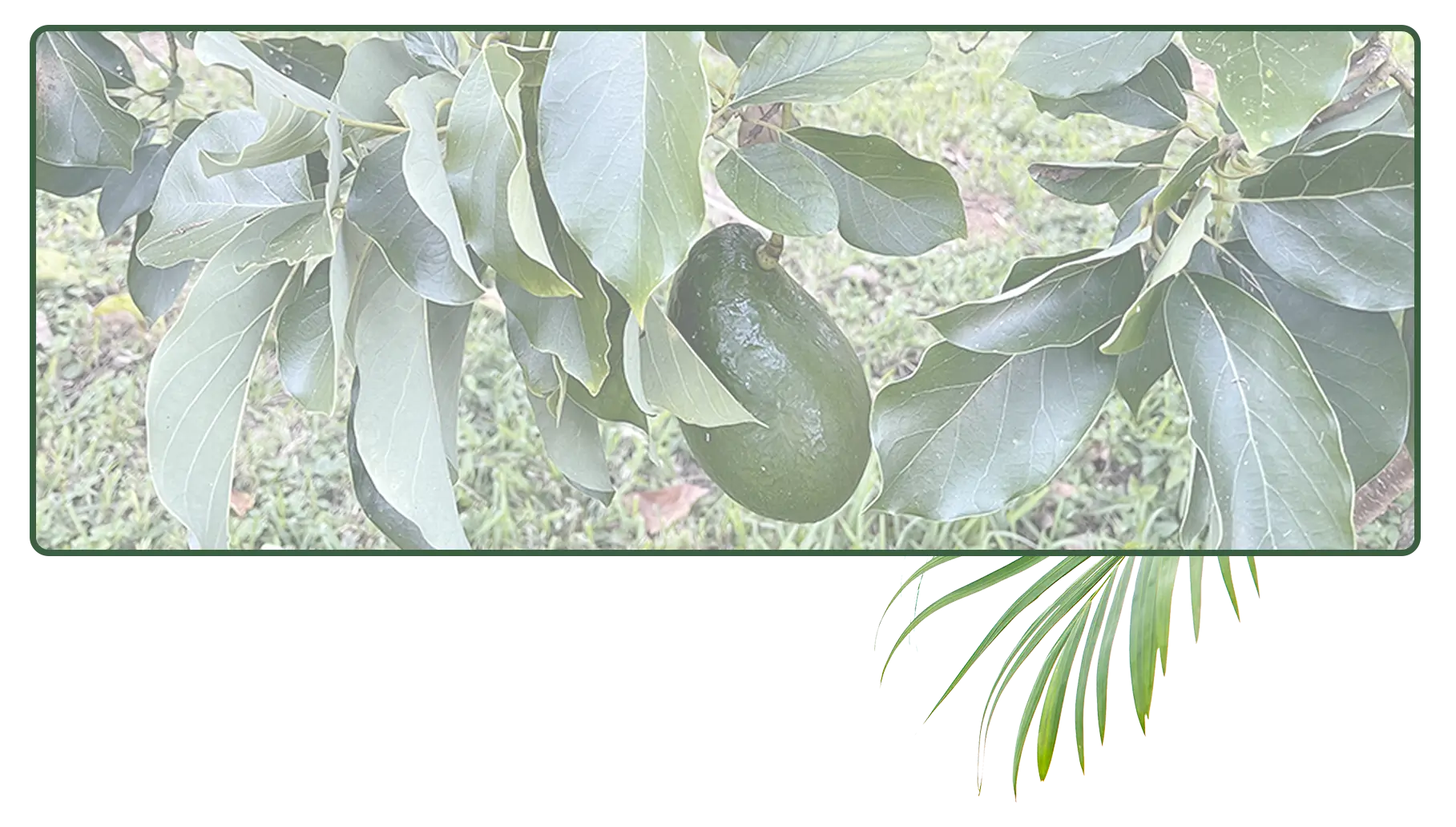 Hero image of avocado tree