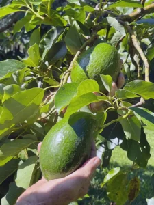 Avocado Tree