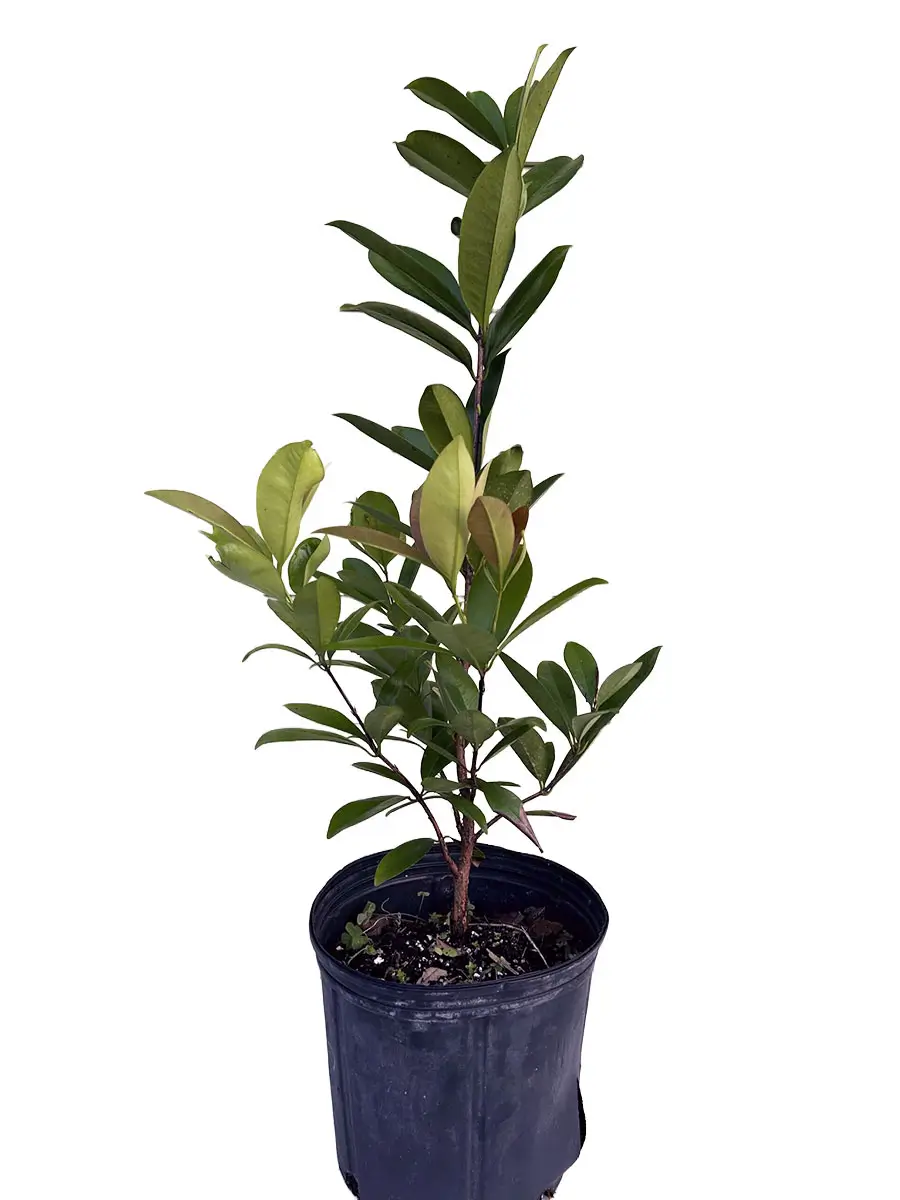 The Donnie avocado tree grows between 30 and 40 feet tall and 20 feet wide. The avocados are pear-shaped and medium to large in size. They have a smooth texture and mild taste.