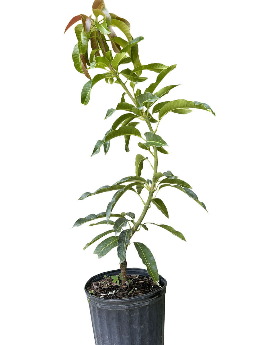 The Glenn mango tree grows 10-20 feet tall. Its fruit is juicy with a sweet, mild taste.