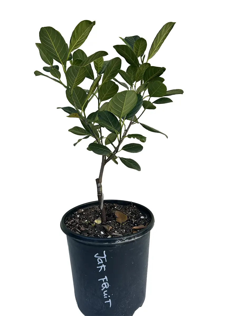 The orange crush jackfruit tree a beautiful and highly productive exotic tree that thrives in Southwest Florida’s subtropical climate.