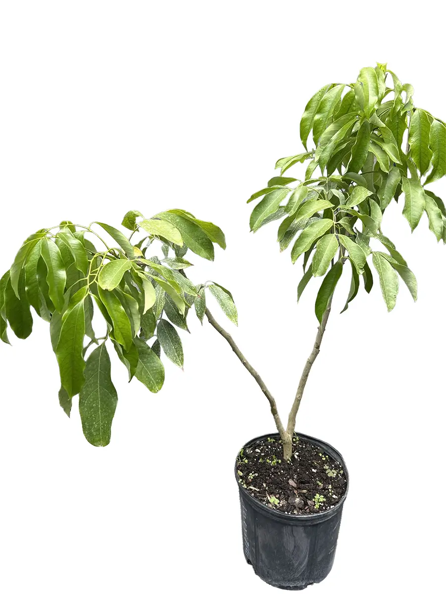 Mauritius Lychee Tree
