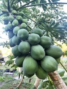 Papaya Fruit Tree
